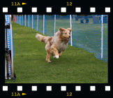 Hunderennen Pfungstadt