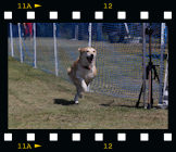 Hunderennen Pfungstadt