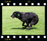 Hunderennen Heppenheim