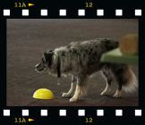 OBI-Seminar mit Eva Hampe im Hundesporthotel Wolf
